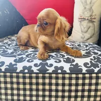 Joshua, a male English Toy Spaniel for sale in Greenville, SC – Photo 3 of 10