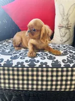 Joshua, a male English Toy Spaniel for sale in Greenville, SC – Photo 3 of 10
