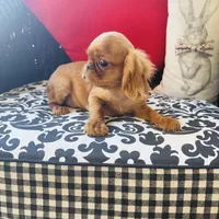 Joshua, a male English Toy Spaniel for sale in Greenville, SC – Photo 1 of 10