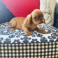 Joshua, a male English Toy Spaniel for sale in Greenville, SC – Photo 7 of 10