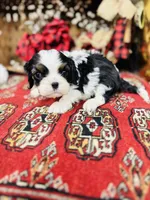 Adam, a male Cavalier King Charles Spaniel for sale in Greenville, SC – Photo 3 of 10