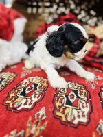 Adam, a male Cavalier King Charles Spaniel for sale in Greenville, SC – Photo 1 of 10