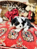 Adam, a male Cavalier King Charles Spaniel for sale in Greenville, SC – Photo 7 of 10