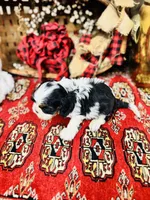 Adam, a male Cavalier King Charles Spaniel for sale in Greenville, SC – Photo 5 of 10
