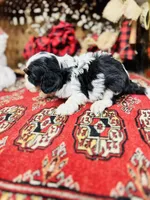Adam, a male Cavalier King Charles Spaniel for sale in Greenville, SC – Photo 2 of 10