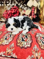 Adam, a male Cavalier King Charles Spaniel for sale in Greenville, SC – Photo 9 of 10