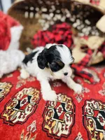 Adam, a male Cavalier King Charles Spaniel for sale in Greenville, SC – Photo 4 of 10