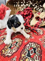 Adam, a male Cavalier King Charles Spaniel for sale in Greenville, SC – Photo 6 of 10