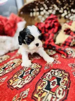 Adam, a male Cavalier King Charles Spaniel for sale in Greenville, SC – Photo 8 of 10