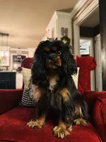 Ingrid , a female Cavalier King Charles Spaniel for sale in Greenville, SC – 5 of 10