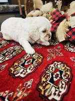 Doug, a male Cocker Spaniel for sale in Greenville, SC – 4 of 8