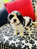 McCartney, a male Cavalier King Charles Spaniel for sale in Greenville, SC – 5 of 9