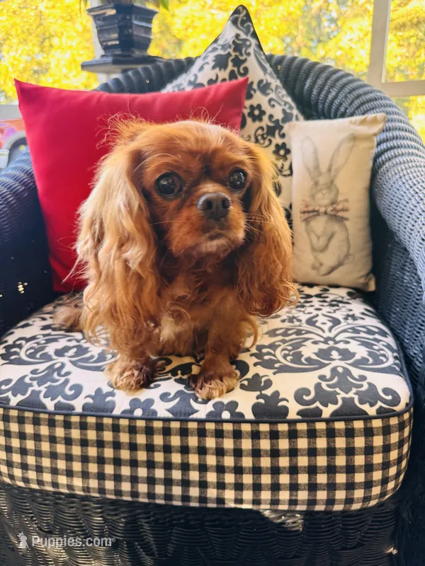 Gigi – Cavalier King Charles Spaniel puppy for sale in Greenville, SC