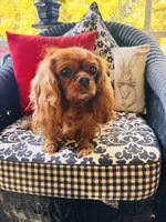 Gigi, a female Cavalier King Charles Spaniel for sale in Greenville, SC – 1 of 8