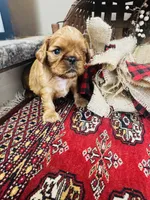 Silas , a male English Toy Spaniel for sale in Greenville, SC – 6 of 10