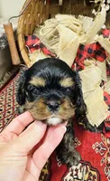 Ingrid, a female Cavalier King Charles Spaniel for sale in Greenville, SC – 5 of 10