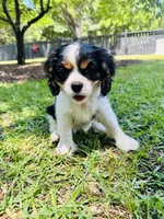 Hope, a female Cavalier King Charles Spaniel for sale in Greenville, SC – 5 of 10