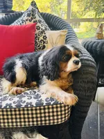 Tallulah, a female Cavalier King Charles Spaniel for sale in Greenville, SC – 4 of 10
