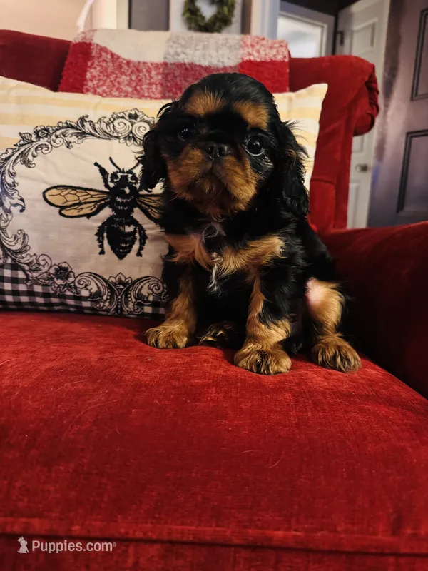 Seth – English Toy Spaniel puppy for sale in Greenville, SC