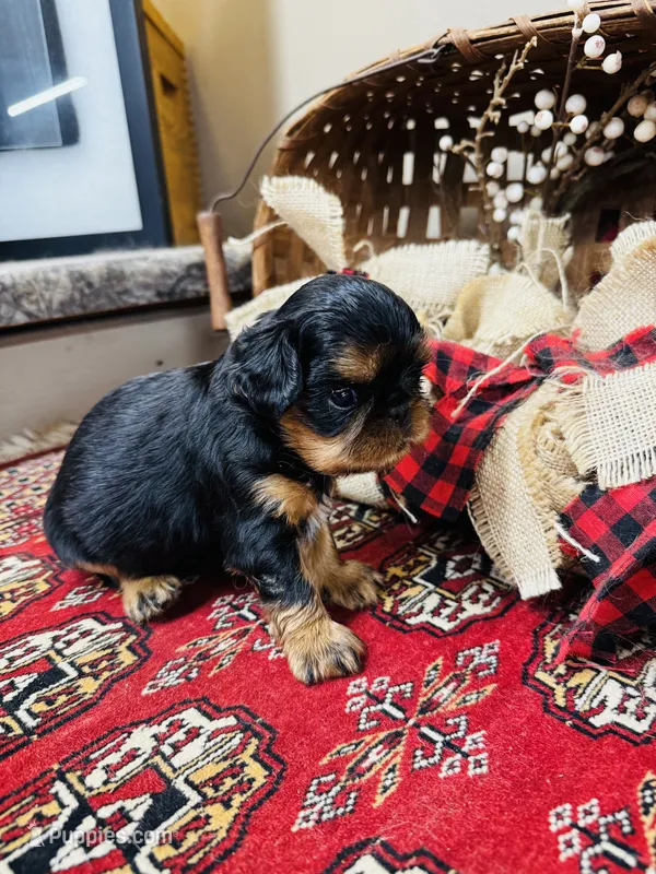 Seth – English Toy Spaniel puppy for sale in Greenville, SC