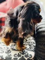 Penelope , a female Cavalier King Charles Spaniel for sale in Greenville, SC – 8 of 9
