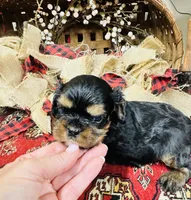 Ingrid, a female Cavalier King Charles Spaniel for sale in Greenville, SC – 8 of 10