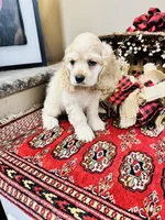 Scout, a male Cocker Spaniel for sale in Greenville, SC – 8 of 8