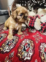 Sasha, a male English Toy Spaniel for sale in Greenville, SC – 3 of 10