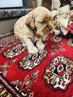 Dutchess , a female Cocker Spaniel for sale in Greenville, SC – 3 of 8