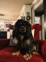 Ingrid , a female Cavalier King Charles Spaniel for sale in Greenville, SC – 8 of 10