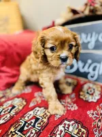 Brooke, a female Cavalier King Charles Spaniel for sale in Greenville, SC – Photo 4 of 9
