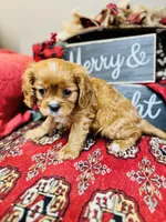 Brooke, a female Cavalier King Charles Spaniel for sale in Greenville, SC – Photo 3 of 9