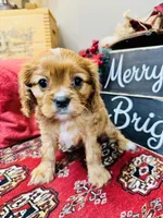 Brooke, a female Cavalier King Charles Spaniel for sale in Greenville, SC – Photo 8 of 9