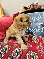 Brooke, a female Cavalier King Charles Spaniel for sale in Greenville, SC – Photo 9 of 9