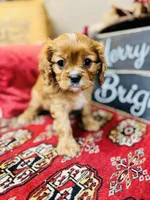 Brooke, a female Cavalier King Charles Spaniel for sale in Greenville, SC – Photo 2 of 9