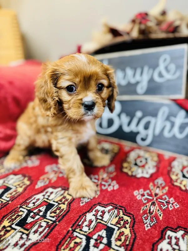 Brooke, a female Cavalier King Charles Spaniel for sale in Greenville, SC – Photo 1 of 9
