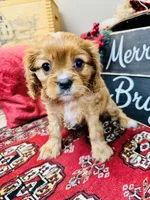 Brooke, a female Cavalier King Charles Spaniel for sale in Greenville, SC – Photo 7 of 9