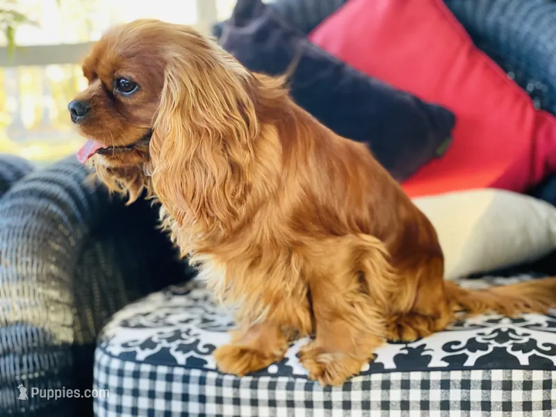 Sully – Cavalier King Charles Spaniel puppy for sale in Greenville, SC