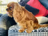 Sully, a male Cavalier King Charles Spaniel for sale in Greenville, SC – 1 of 10