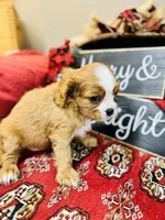 Bentley, a male Cavalier King Charles Spaniel for sale in Greenville, SC – Photo 3 of 10