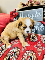 Bentley, a male Cavalier King Charles Spaniel for sale in Greenville, SC – Photo 9 of 10