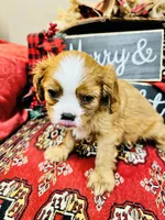 Bentley, a male Cavalier King Charles Spaniel for sale in Greenville, SC – Photo 6 of 10