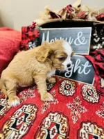 Bentley, a male Cavalier King Charles Spaniel for sale in Greenville, SC – Photo 4 of 10