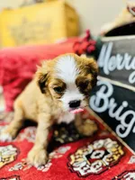 Bentley, a male Cavalier King Charles Spaniel for sale in Greenville, SC – Photo 7 of 10