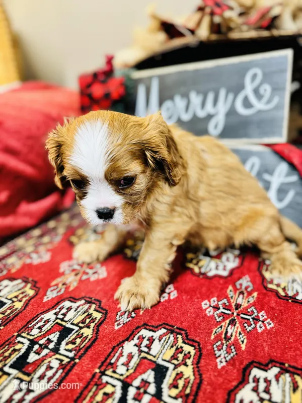 Bentley, a male Cavalier King Charles Spaniel for sale in Greenville, SC – Photo 1 of 10