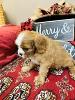 Bentley, a male Cavalier King Charles Spaniel for sale in Greenville, SC – Photo 10 of 10