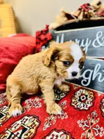 Bentley, a male Cavalier King Charles Spaniel for sale in Greenville, SC – Photo 8 of 10