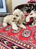 Beau, a male Cocker Spaniel for sale in Greenville, SC – 6 of 9