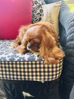 Gigi, a female Cavalier King Charles Spaniel for sale in Greenville, SC – 4 of 8
