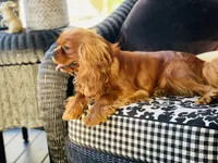 Sully, a male Cavalier King Charles Spaniel for sale in Greenville, SC – 7 of 10